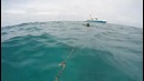Американец снял на видео нападение акулы на него