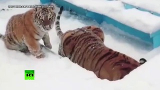 Снежный поход Ермака: тигрёнок из Барнаульского зоопарка радуется зиме