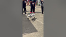 This robo-pup’s stealing the show
