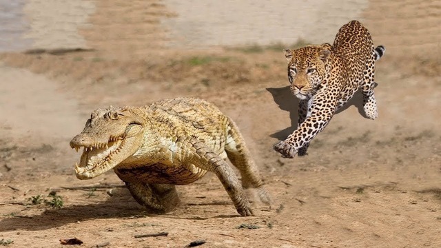 ЛЕОПАРД В ДЕЛЕ! Леопард против крокодила, гиены, антилопы