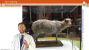 Cloning animals – Dolly the sheep