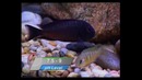 Подводное царство аквариума / Aquatic kingdom (серия 4, часть 1)