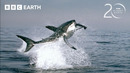 Great Whites Hunt Cape Fur Seals | 20 Years of Planet Earth | BBC Earth