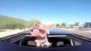 Самая счастливая собака