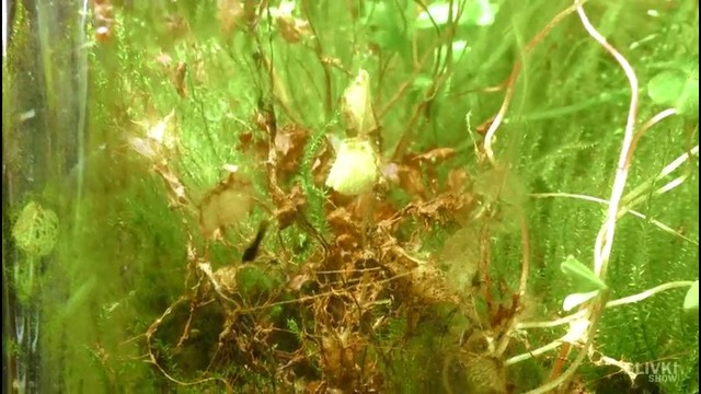 Новый вечный террариум [60 дней спустя