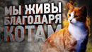 Как кошки тайно спасают нам жизнь