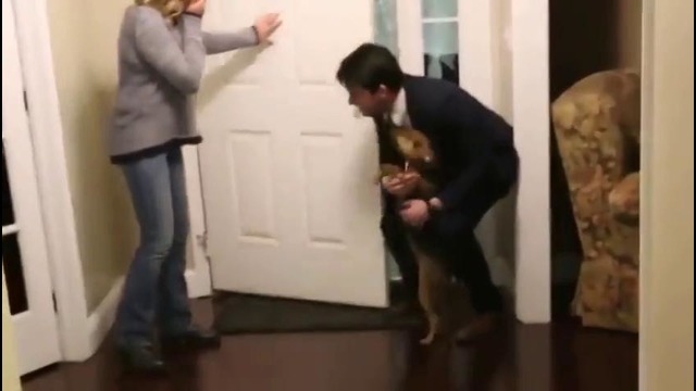 Собака встречает своего хозяина после долгой разлуки
