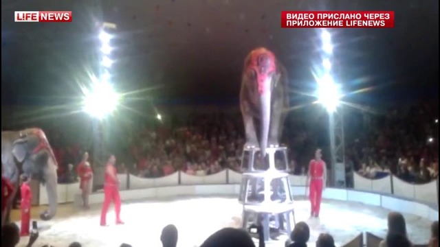 Слон упал с двухметровой высоты во время шоу в цирке