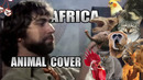 Toto – Africa (Animal Cover)