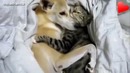 Кошки любят других животных Компиляция 2014