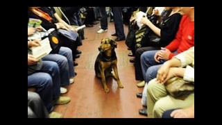 Пес в метро ошарашил всех своим поступком
