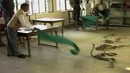 Настоящий гадюшник