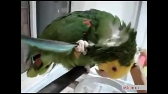 Попугай вырвал у себя перо и чешется им =))