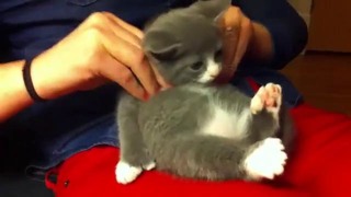 Котенку делают массаж