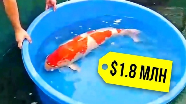 Почему рыба КОИ стоит так ДОРОГО