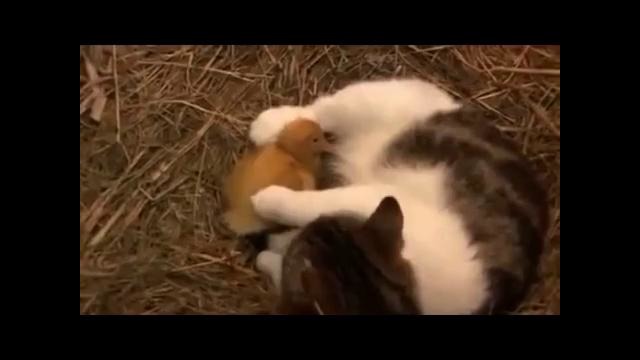 Материнский инстинкт: кошка заботится об осиротевших утятах