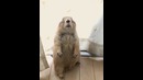Ну очень спокойный бобёр