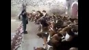 Дрессировщик уровень 99лвл