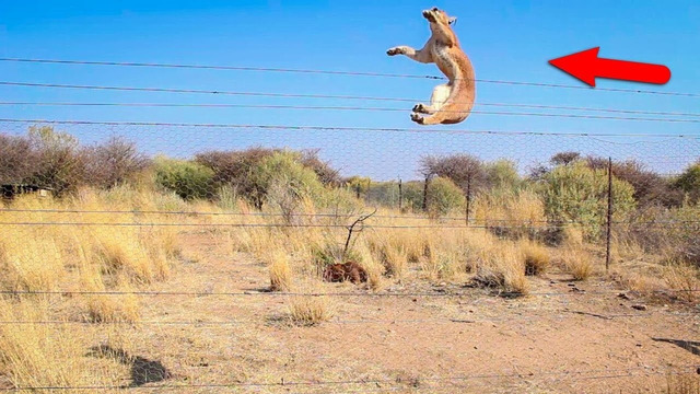 Невероятные прыжки животных