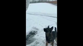 Doggo Loves Snow to His Face #shorts