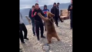 Хабиб Нурмагомедов провел "спарринг" с медведем