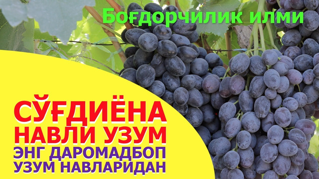 Сўғдиёна навли узум ва тажриба