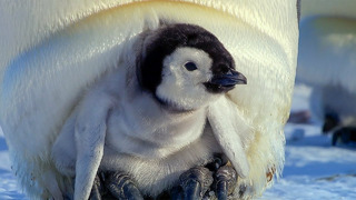 Exploring the Adorable World of Baby Animals | BBC Earth