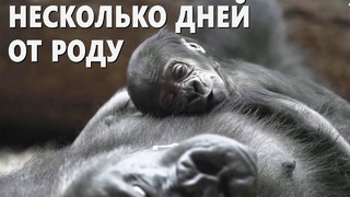 Детёныш редкой гориллы родился в Пражском зоопарке
