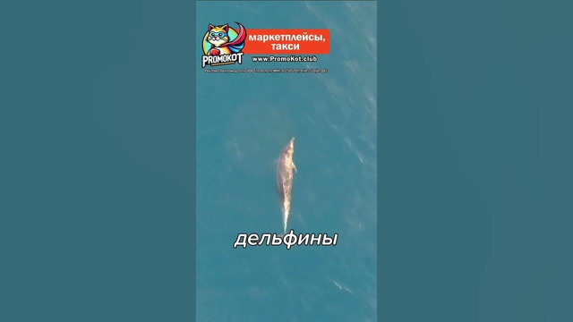 КТО Из Животных НИКОГДА Не Спит? #shorts