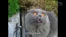 Говорящие коты и кошки. приколы с котами