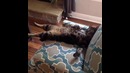 Top 200 Highlights of Animals – VERY FUNNY ANIMALS