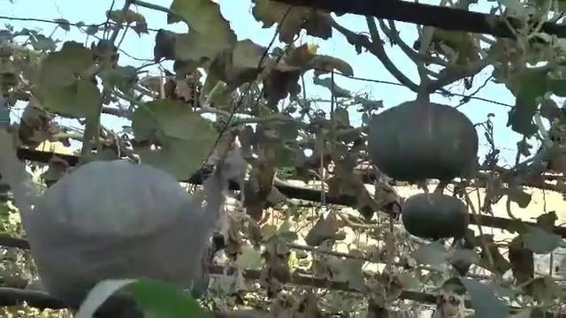 Video 2019-10-26 09-38-23