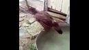 Кокда решил охладиться