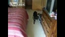 Хороший песик