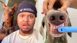 Caring for your dog’s teeth || Incredibly hilarious animal moments