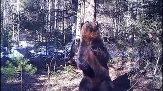 Медведь Ферапонт танцует в Висимском заповеднике