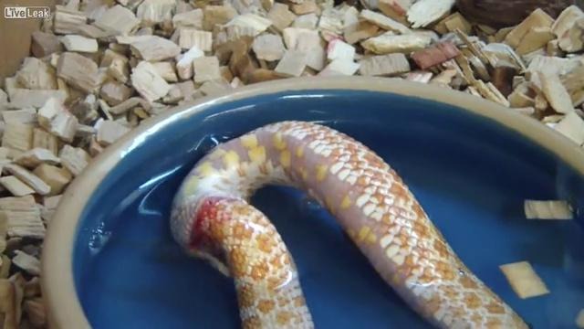 Змея попыталась съесть саму себя