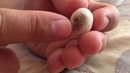 Рождение попугая