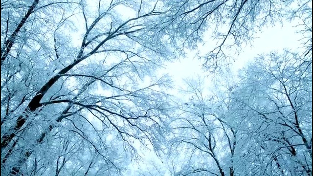 Кипелов – пророк – cover by divasveta