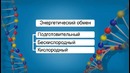 Биология – Цитология – Энергетический обмен в клетке