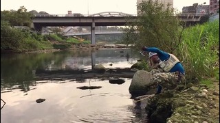 Река, Тайвань. Мормышинг и наноджиг. Тиляпия () и забагренный Парчёвый сом (). 201701