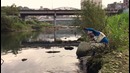 Река, Тайвань. Мормышинг и наноджиг. Тиляпия () и забагренный Парчёвый сом (). 201701