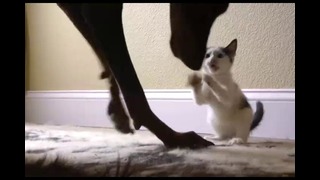Бесстрашный котенок нападает на добермана