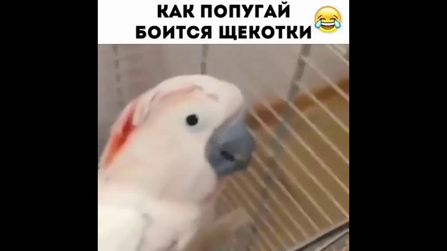 Попугай боится щекоток