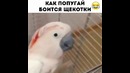 Попугай боится щекоток