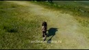 Archeage. Маунты