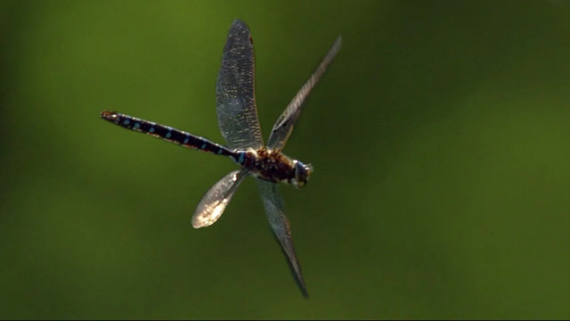 Slow Motion Dragonflies | Relax With Nature | BBC Earth