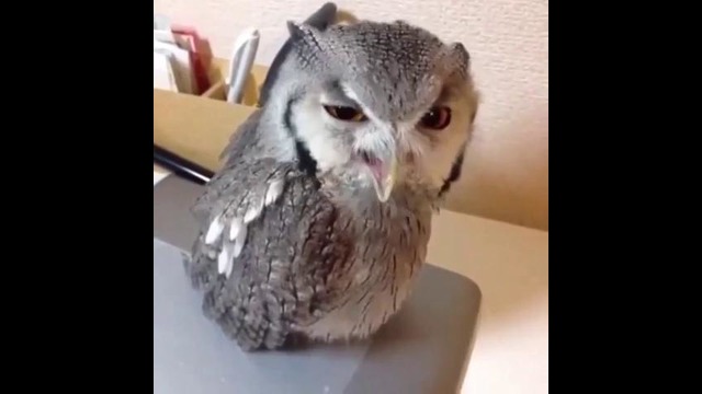 Сова кричит эй эй эй