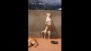 Собака танцует
