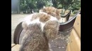 Еще один кот в необычной позе